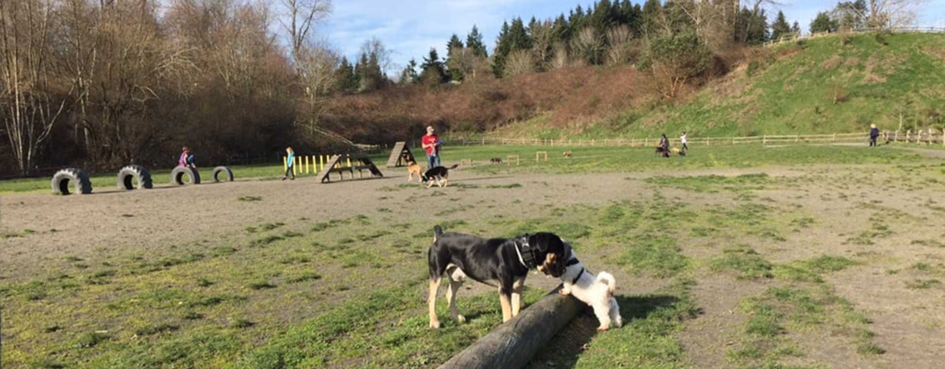 Off Leash Dog Parks in Seattle Listings and Pictures PNWLiving